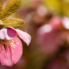 Christrose mit Wassertropfen II