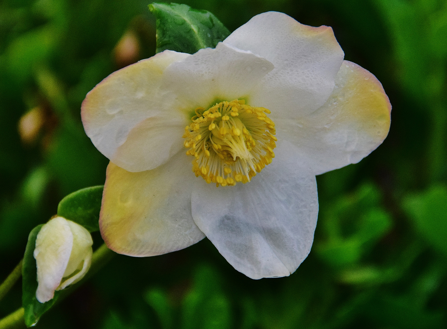 Christrose Mittwochsblümchen 