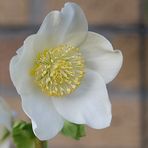 Christrose nach einer weiteren frostigen Nacht (Helleborus niger)