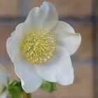 Christrose nach einer weiteren frostigen Nacht (Helleborus niger)