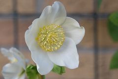 Christrose nach einer weiteren frostigen Nacht (Helleborus niger)