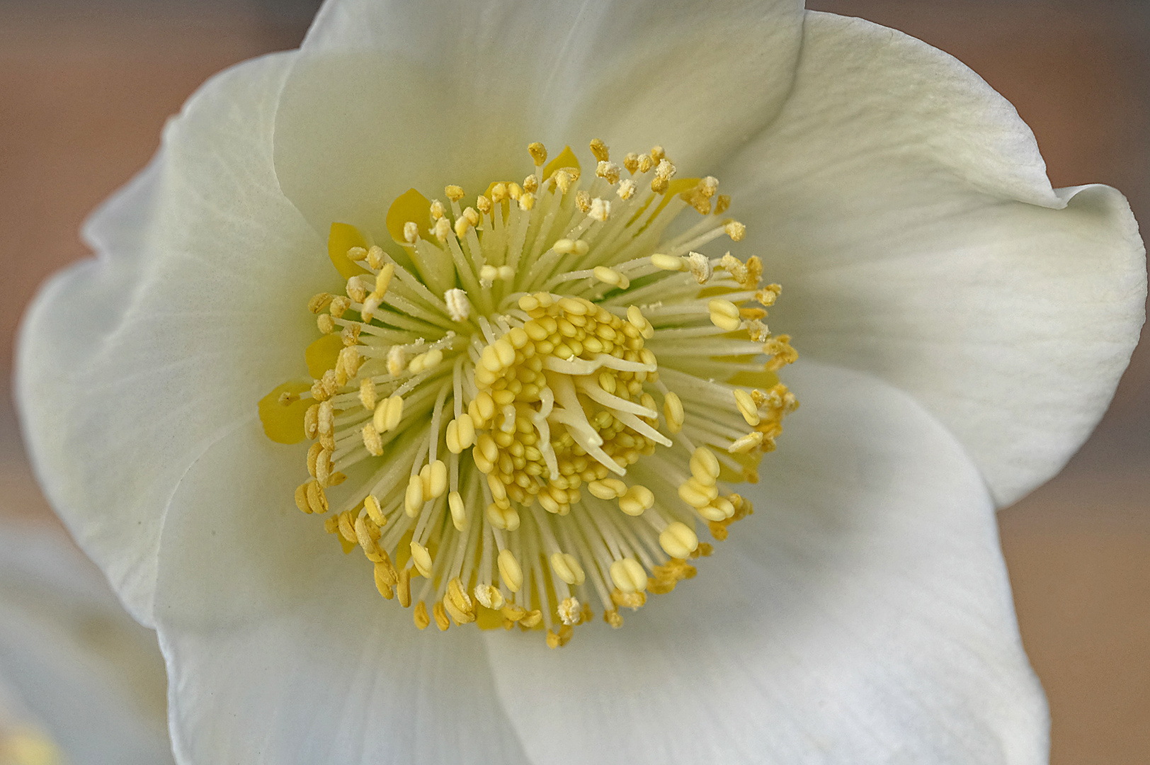 Christrose nach einer weiteren frostigen Nacht (Helleborus niger) / Staubgefässe