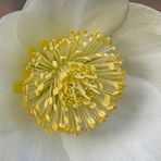 Christrose nach einer weiteren frostigen Nacht (Helleborus niger) / Staubgefässe