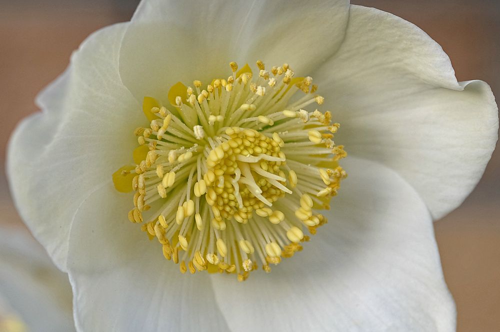 Christrose nach einer weiteren frostigen Nacht (Helleborus niger) / Staubgefässe