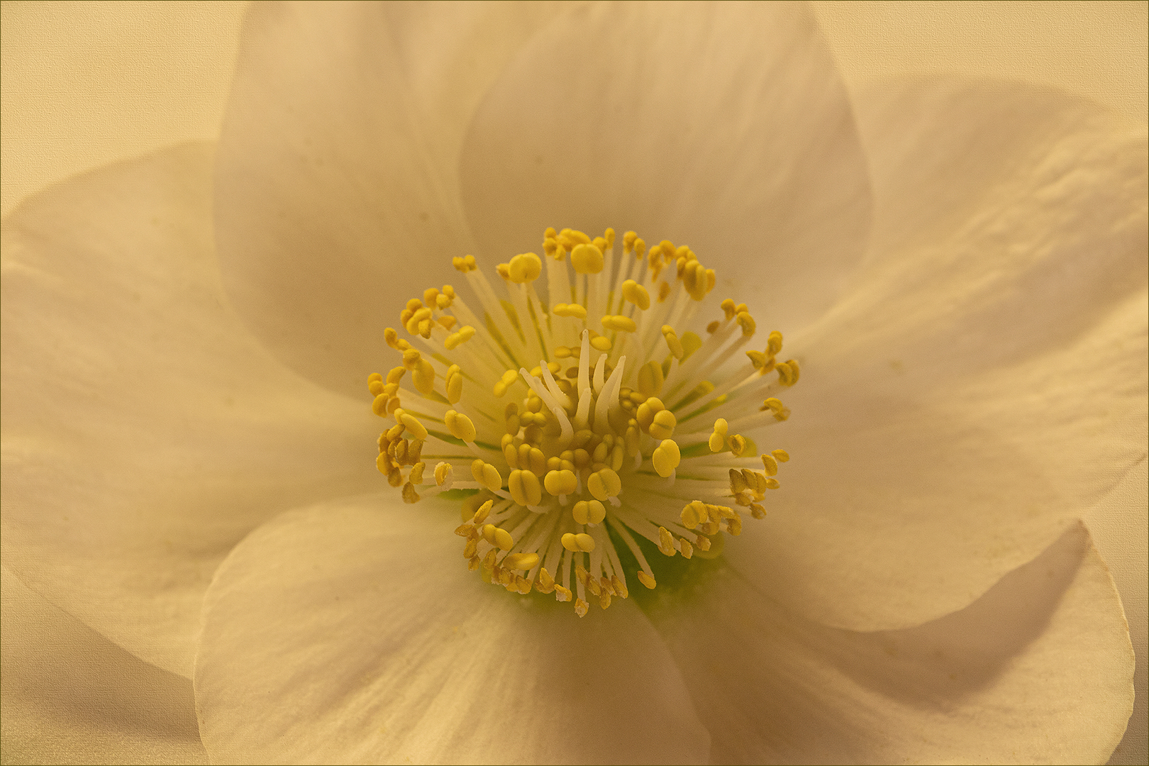 Christrose, Nieswurz - sie gehört auch zu den Ranunculaceaen