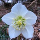 Christrose oder Schneerose