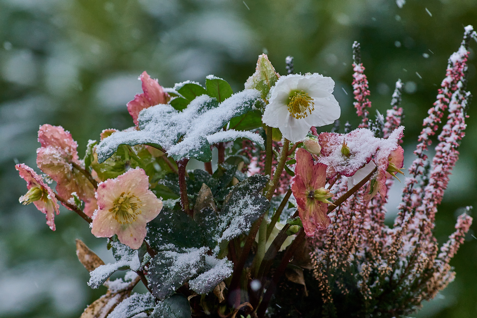 Christrose on ice