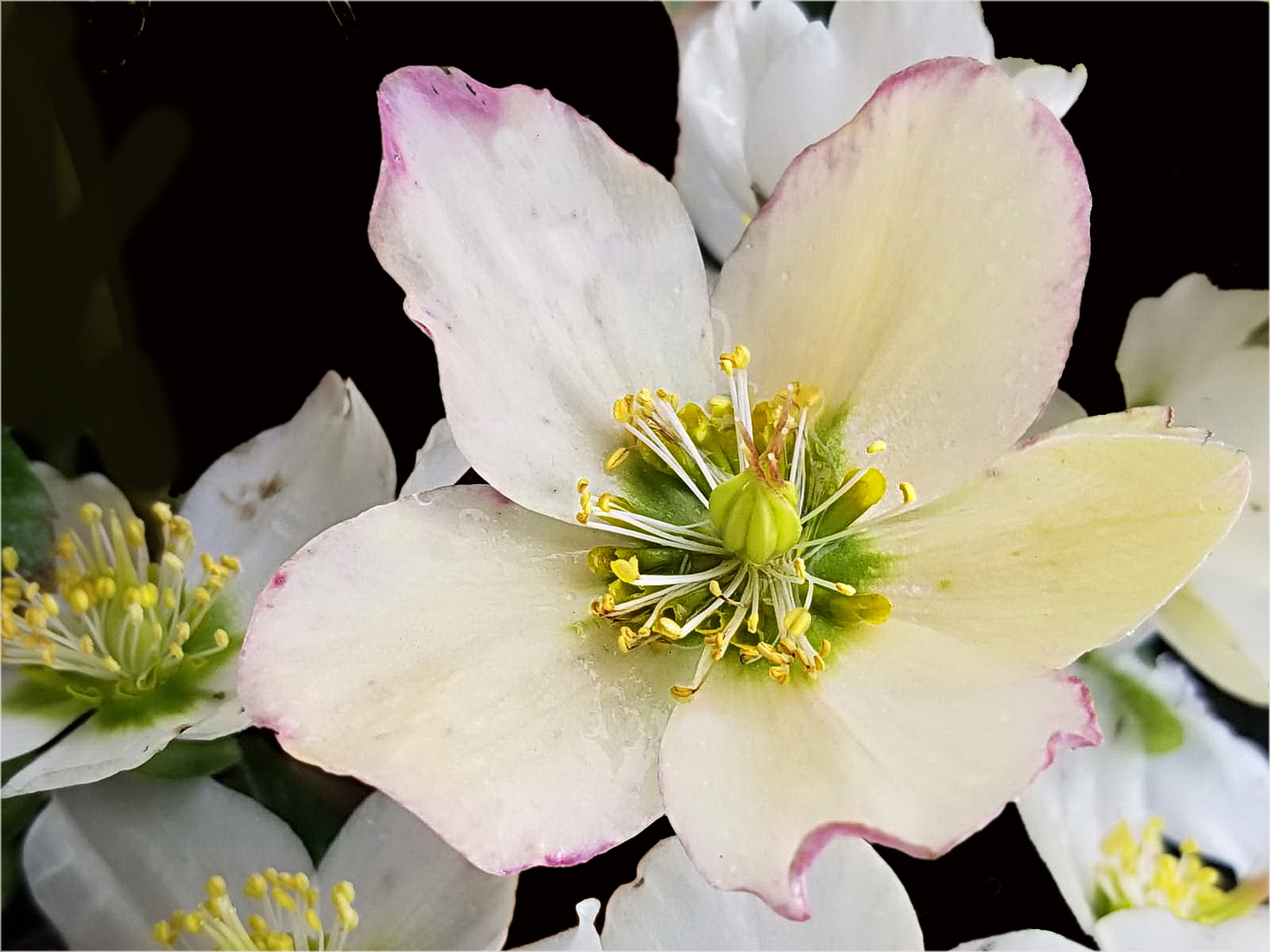 Christrose, Schneerose - Helleborus niger 