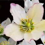 Christrose, Schneerose - Helleborus niger 