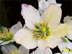 Christrose, Schneerose - Helleborus niger 