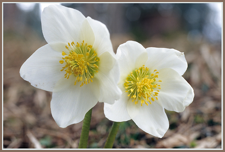 Christrose, Schneerose, Schwarze Nieswurz (Helleborus niger)