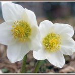 Christrose, Schneerose, Schwarze Nieswurz (Helleborus niger)