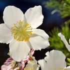 Christrose, winterliche Balkonschönheit