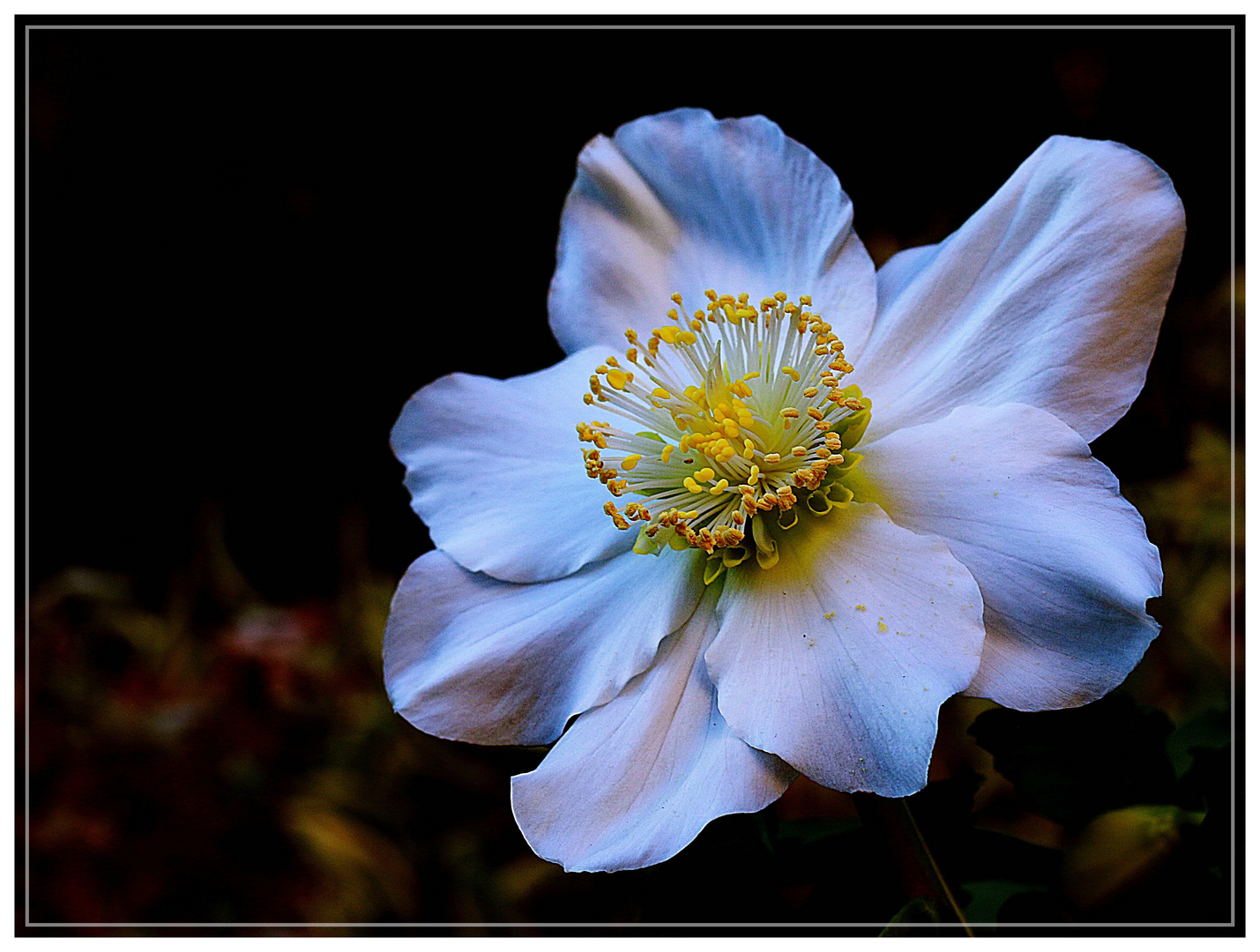 Christrose zu Heilig Abend