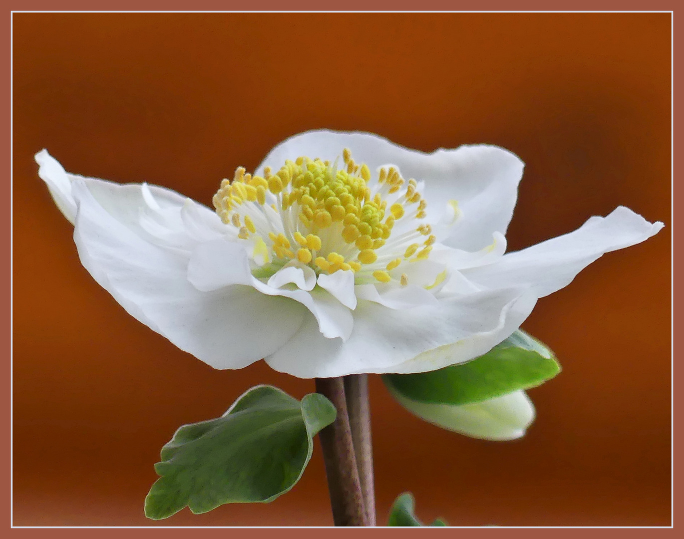 Christrose zum Blumenmittwoch