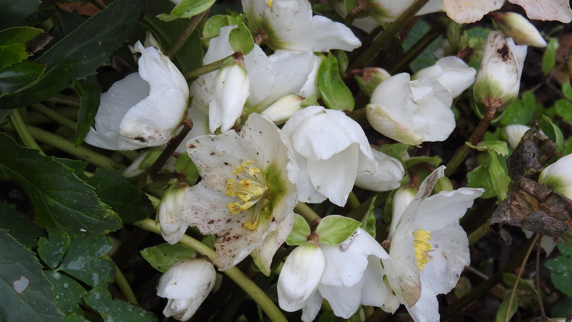 Featured image of post Hintergrundbilder Winterblumen Laden sie die sch nsten kostenlosen hintergrundbilder einfach auf ihren desktop tablet oder smartphone herunter