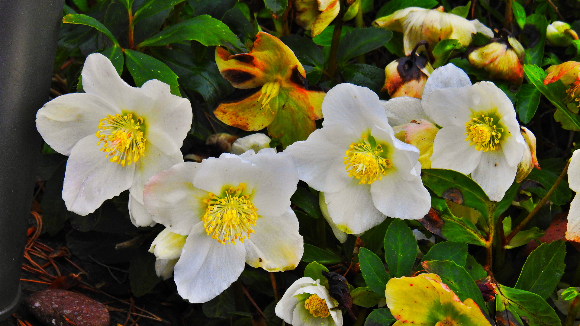 Christrosen Foto & Bild | natur, blumen, pflanzen Bilder auf fotocommunity