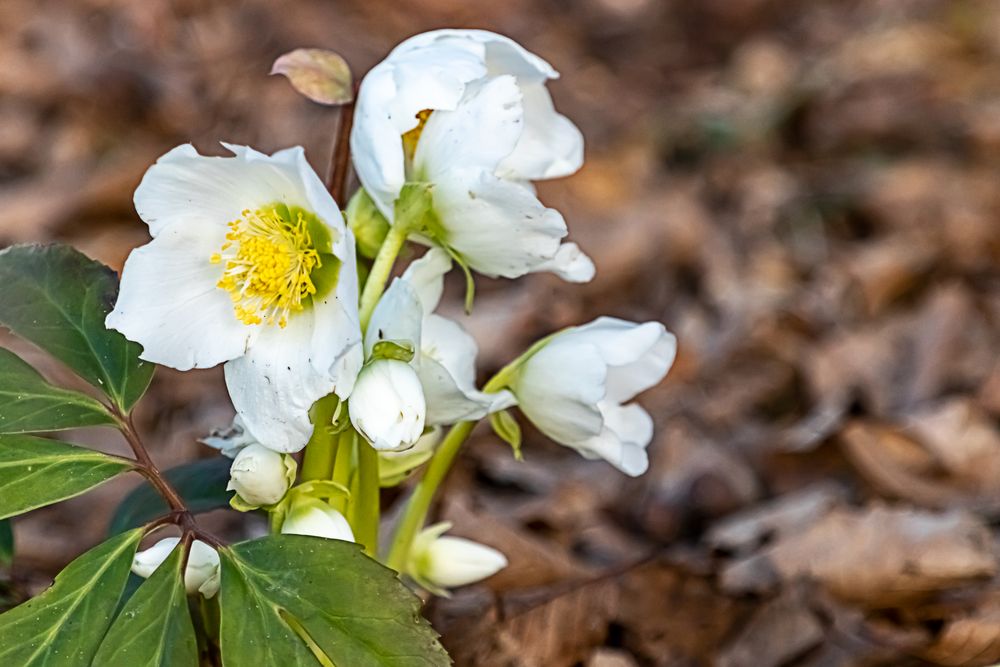 Christrosen Foto & Bild pflanzen, pilze & flechten, blüten