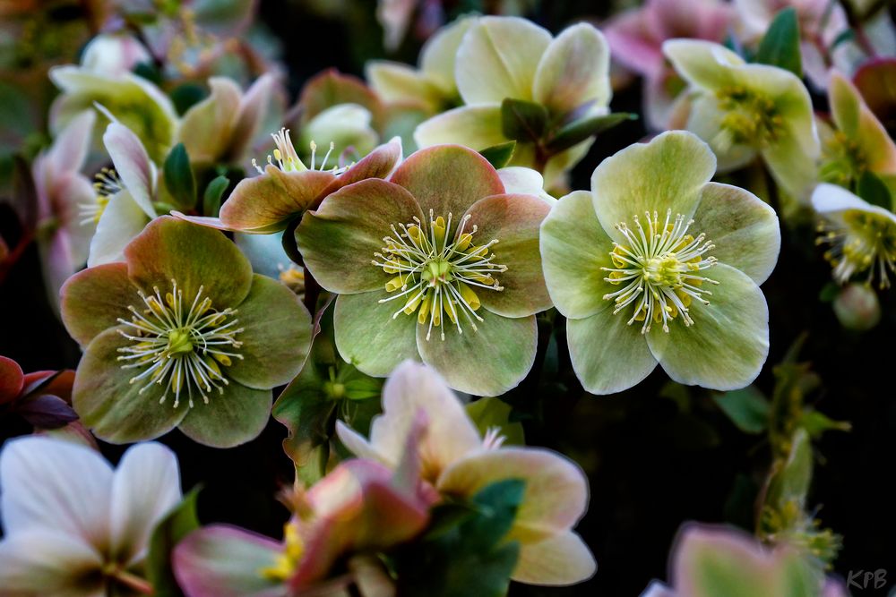 Christrosen Foto & Bild pflanzen, pilze & flechten, blüten