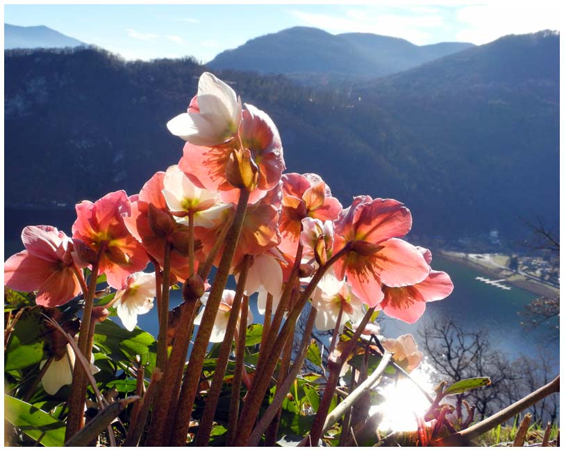 Christrosen am Monte di Caslano