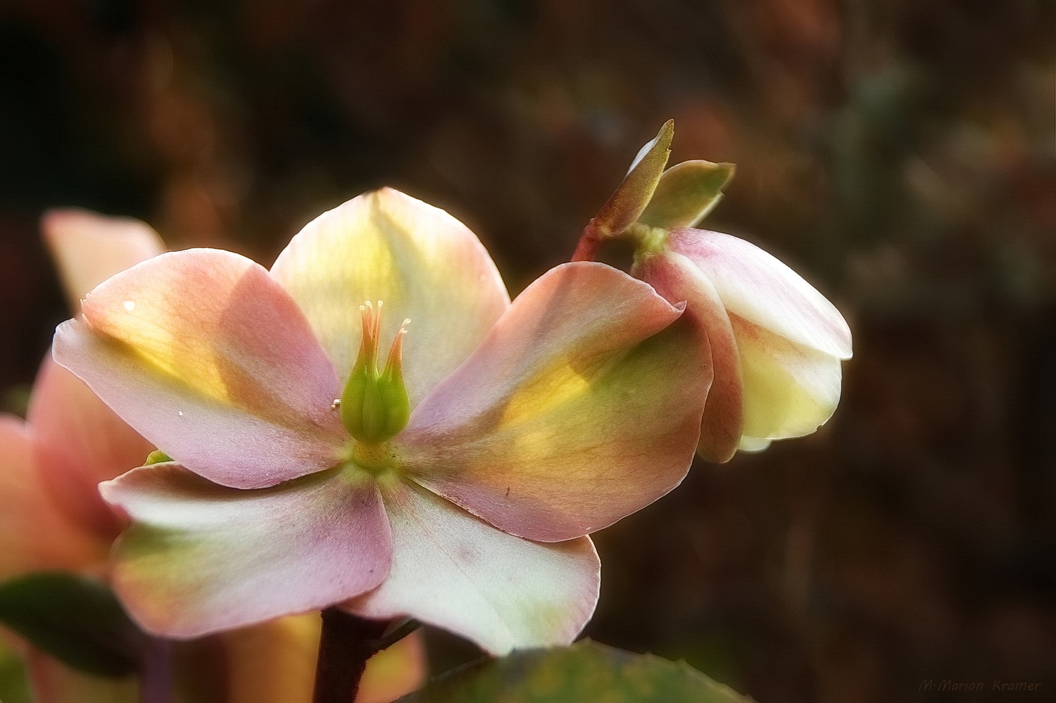 Christrosen aus meinem Garten