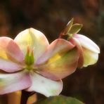 Christrosen aus meinem Garten