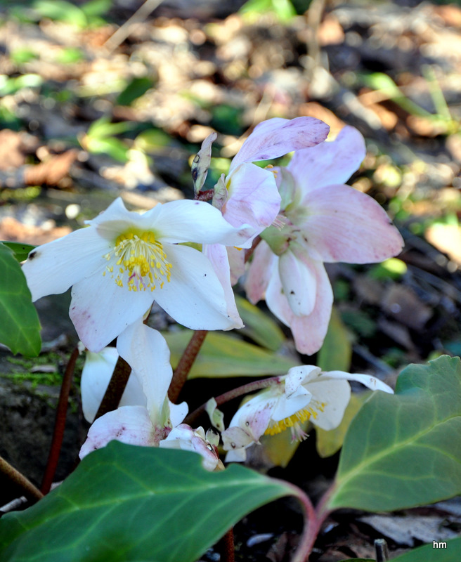 Christrosen beim Nachbarn