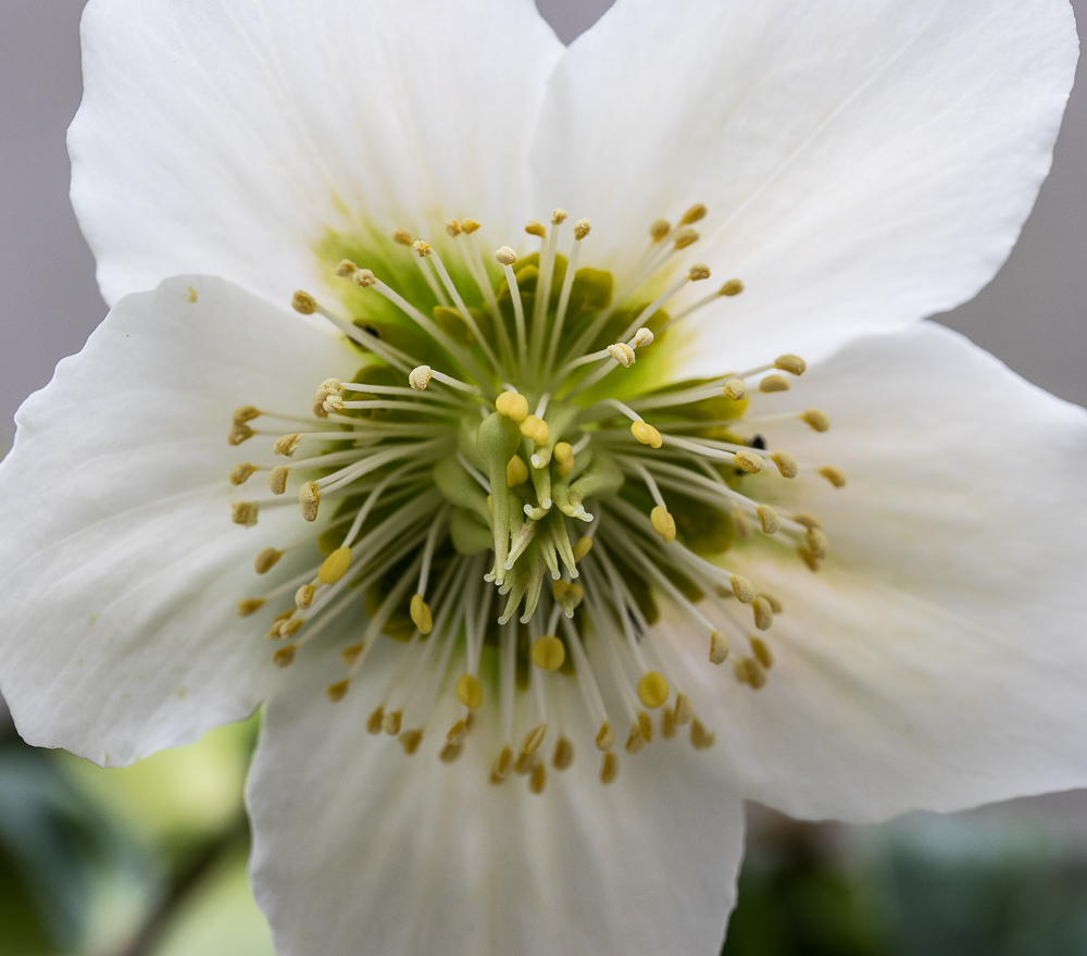 Christrosen-Blüte