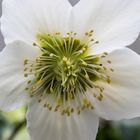 Christrosen-Blüte