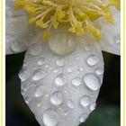 Christrosen-Blüte mit Wassertropfen