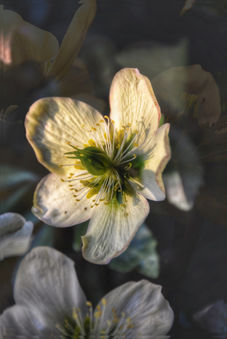 Christrosen Blüten Kunst 