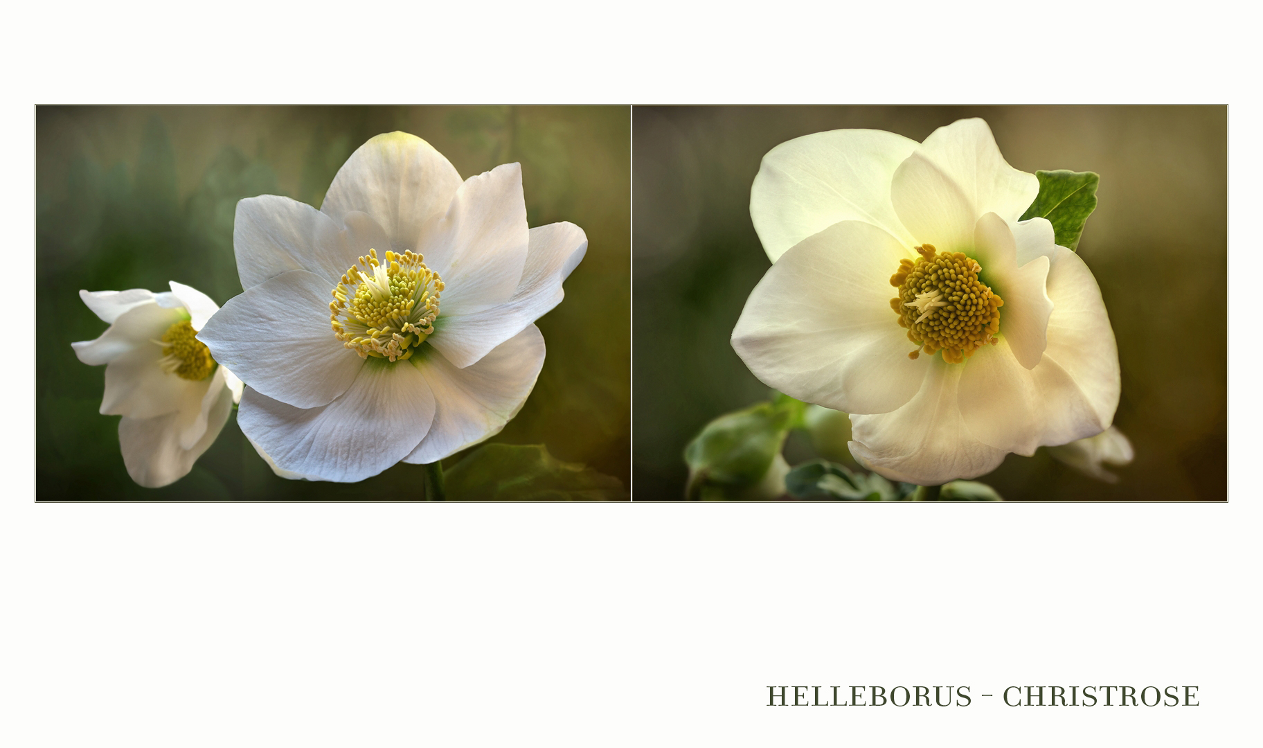 Christrosen - Helleborus...