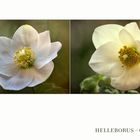 Christrosen - Helleborus...