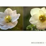 Christrosen - Helleborus...