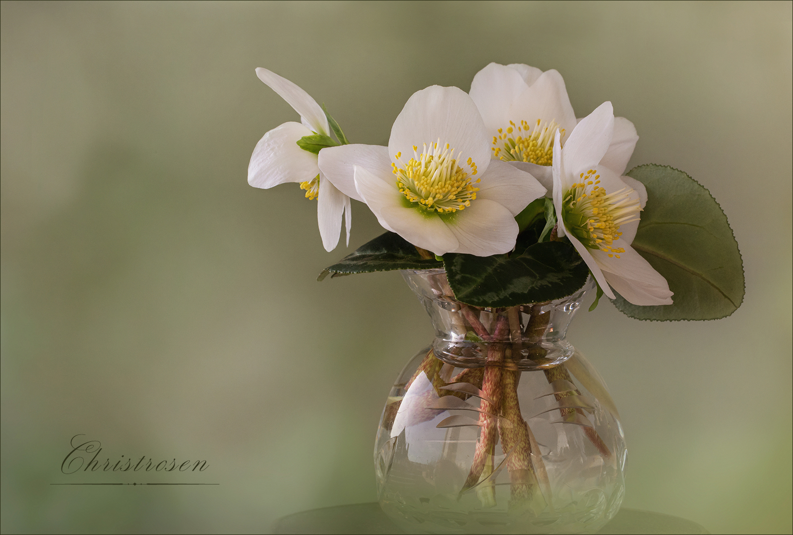 Christrosen -  Helleborus niger...