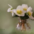 Christrosen -  Helleborus niger...