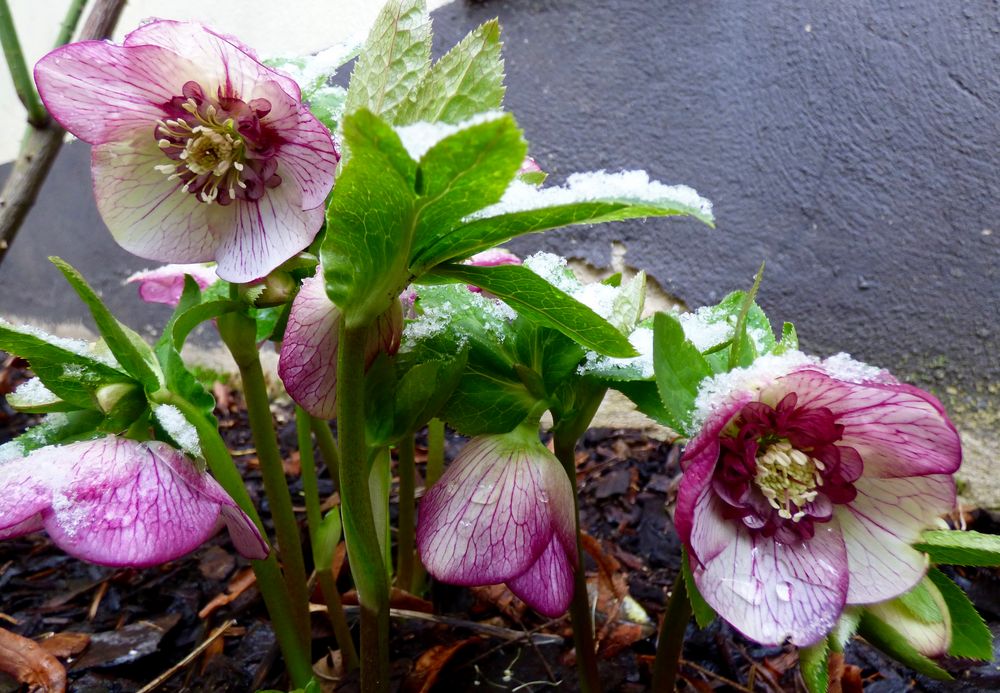 Christrosen im ersten Schnee des Jahren