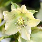 Christrosen im Garten