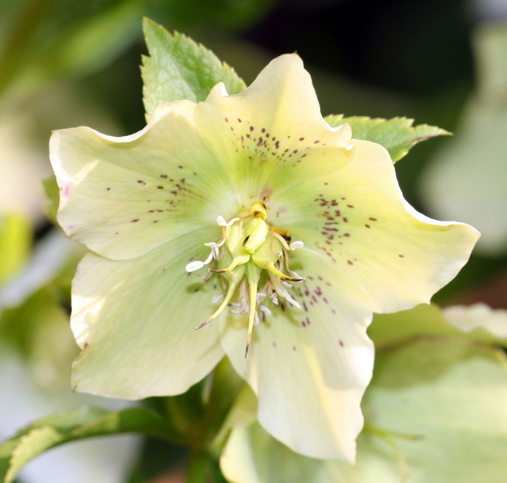 Christrosen im Garten