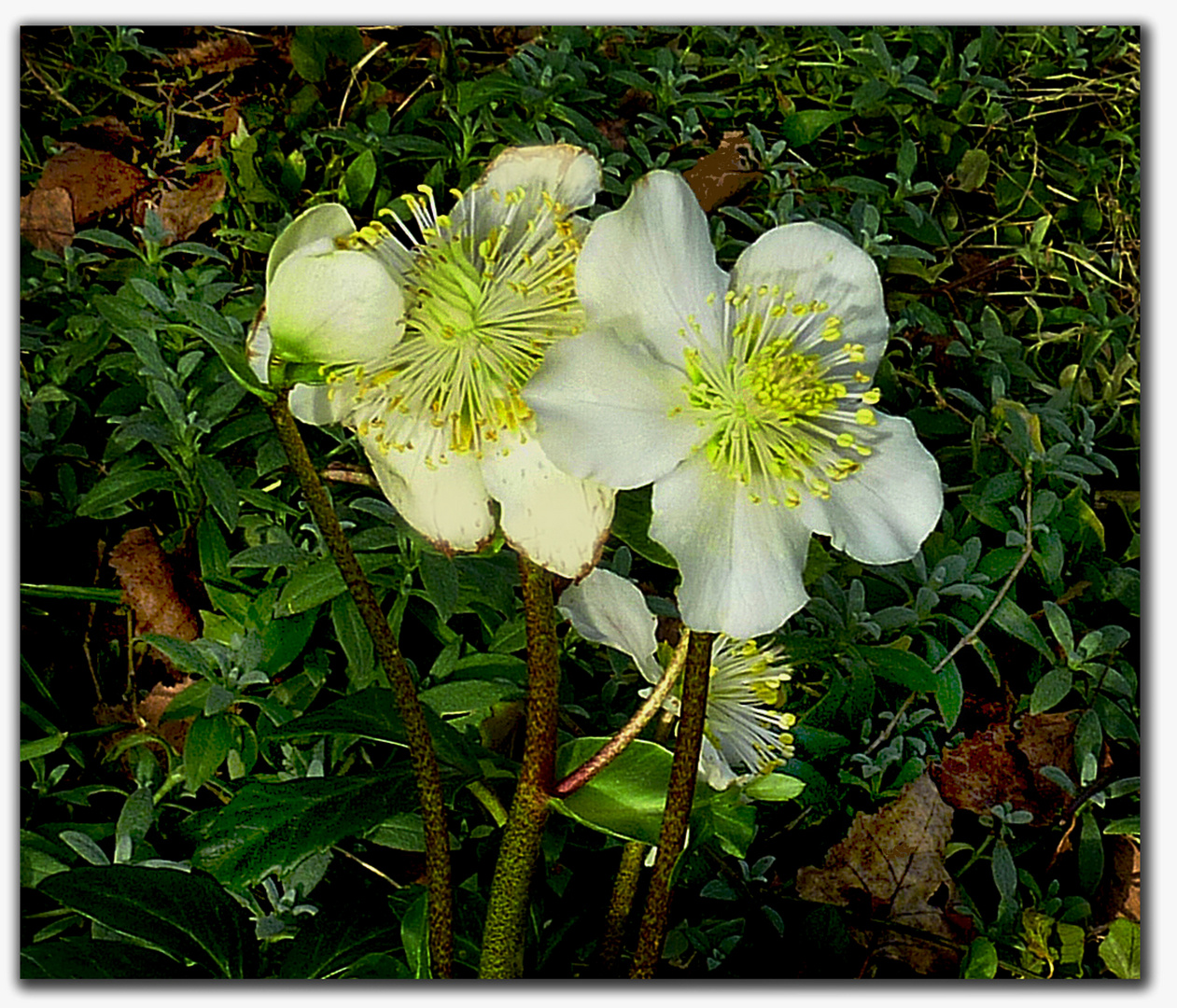 Christrosen im Garten