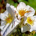 Christrosen im Rosengarten Beutig Baden-Baden