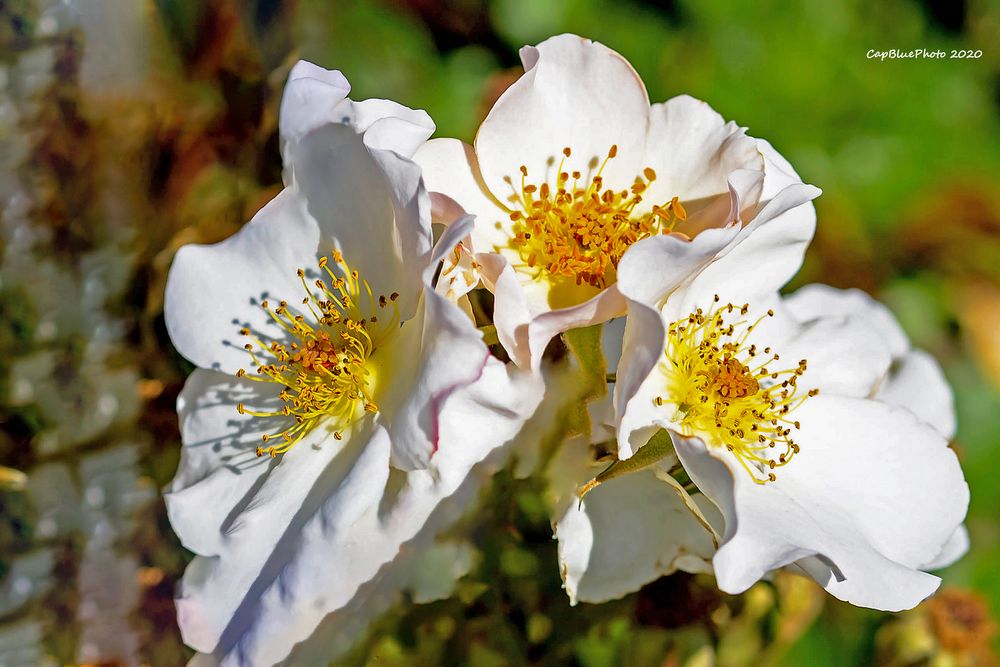 Christrosen im Rosengarten Beutig Baden-Baden