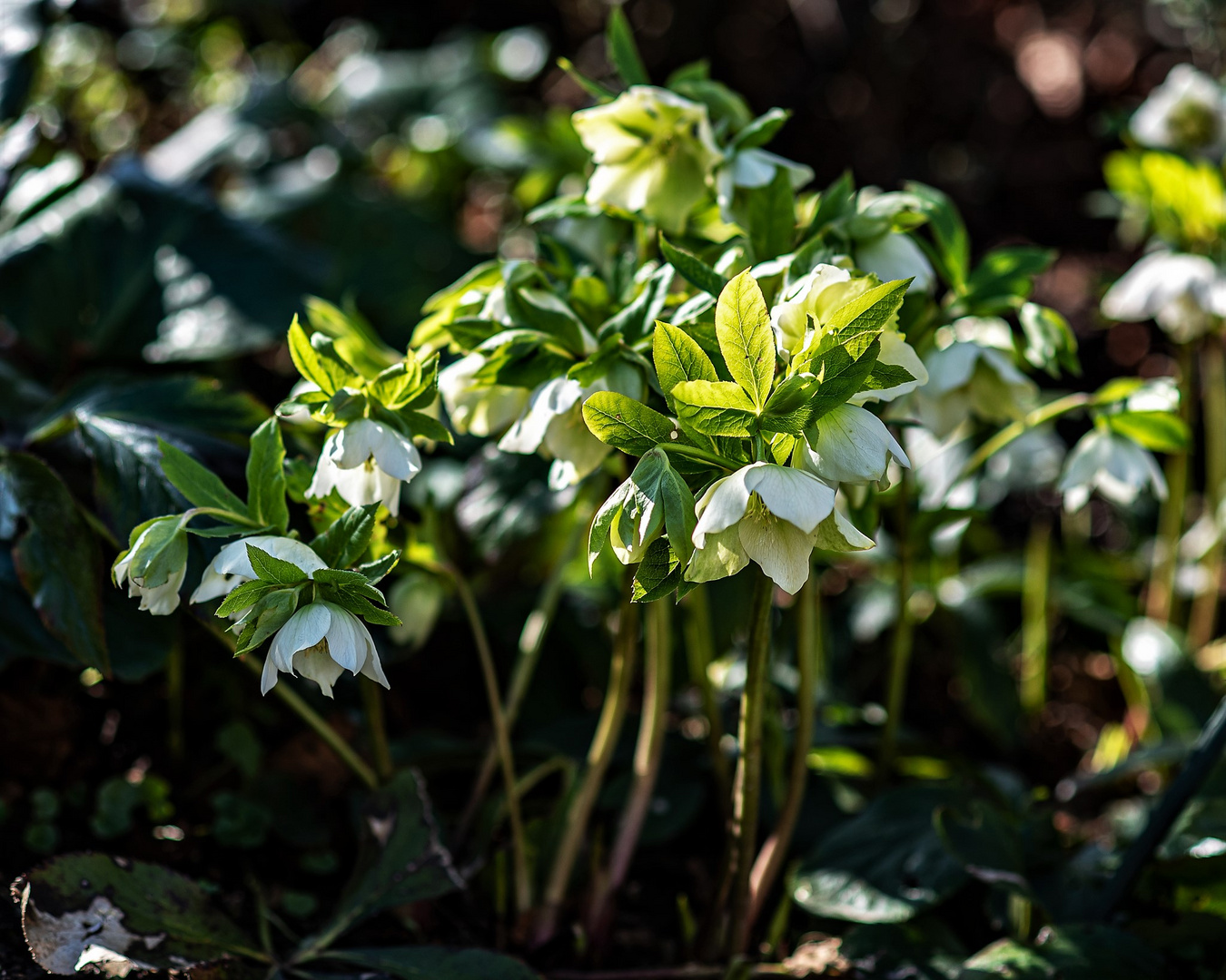 Christrosen im Schatten und Licht