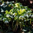 Christrosen im Schatten und Licht