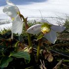 Christrosen nach dem ersten Schnee