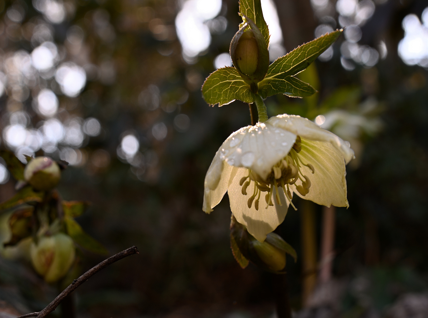 Christrosen - Nieswurz - Helleborus orientalis