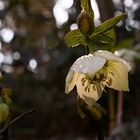 Christrosen - Nieswurz - Helleborus orientalis