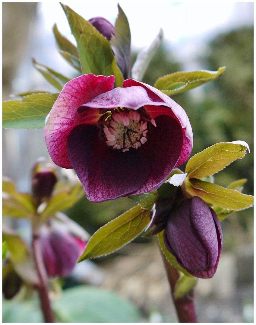 Christrosen unwiderstehliche Winterblüher II