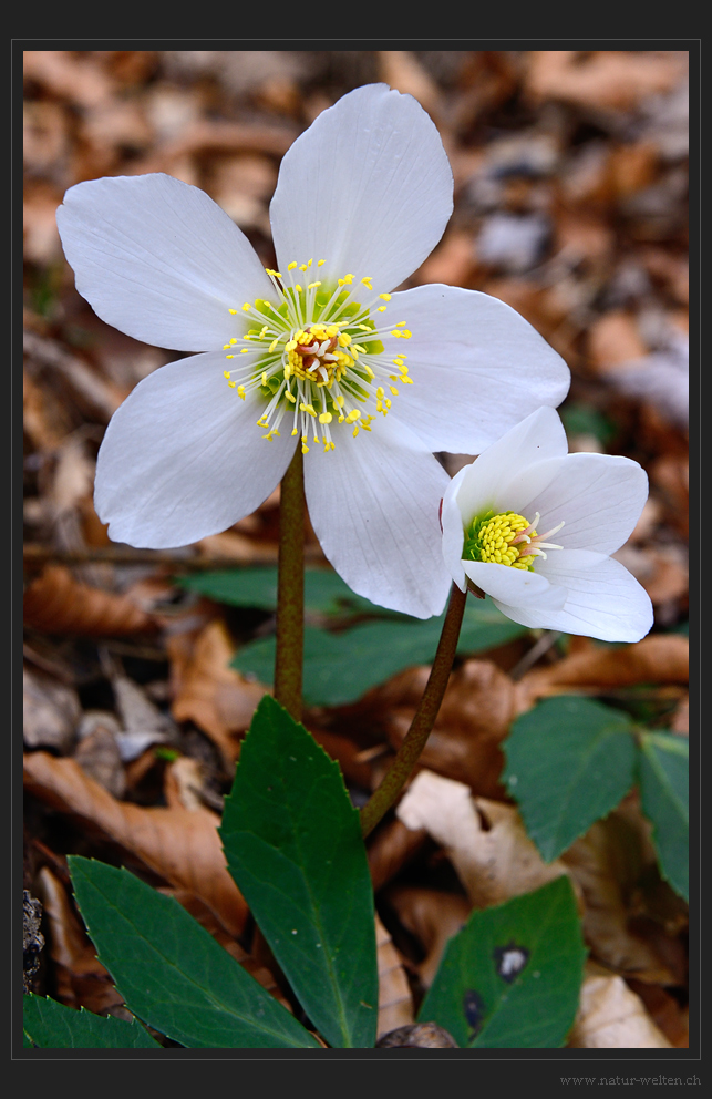 Christrosen-Windrädchen