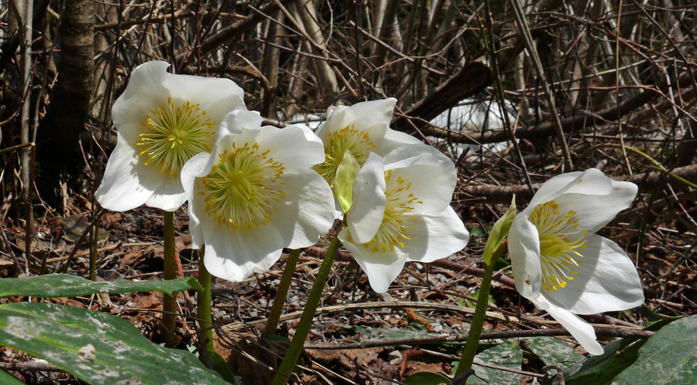 Christrosen zu Ostern